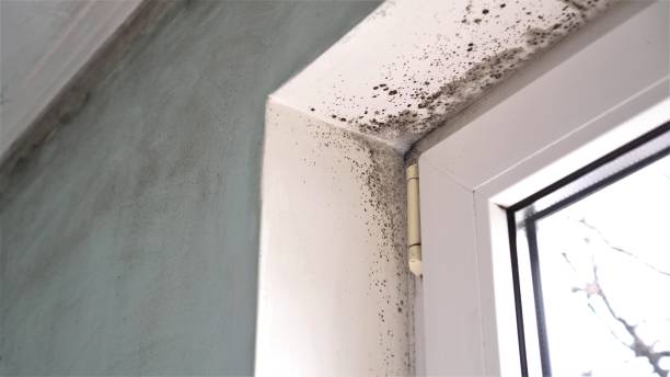 Best Mold Remediation for Specific Building Types in Four Corners, MD