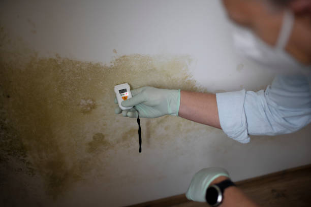 Best HVAC Mold Remediation in Four Corners, MD